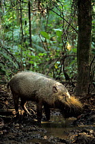 Bornean bearded pig (Sus barbatus) in mud on forest floor,   Borneo.