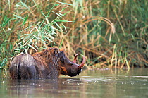 Common warthog (Phacochoerus africanus) male in river,   Senegal.