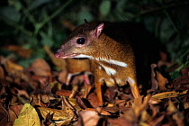 Java mouse-deer (Tragulus javanicus) at night, occurs in Java.