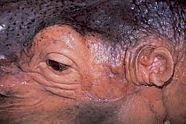 Hippopotamus (Hippopotamus amphibius) close up of ear and eyes, occurs in Sub-Saharan Africa.