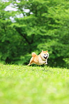 Shiba Inu dog playing in a park. Japan.