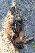 Tabby cat playing with a rope. Konan, Aichi, Japan.
