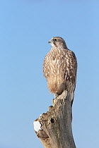Gyrfalcon (Falco rusticolus) perched, Hokkaido, Japan, February.