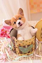 Pembroke welsh corgi puppy in basket with ribbon.