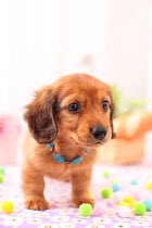 Miniature dachshund puppy with necklace.