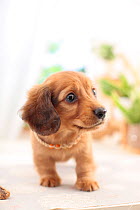 Miniature dachshund puppy with necklace.