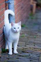 Blue eyed white cat standing in alley. Netherlands.