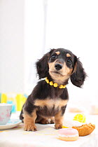 Dachshund puppy with necklace, sitting with cakes.