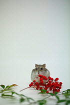 Djungarian hamster (Phodopus sungorus) with berries in studio.