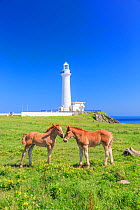 Horse foals  in field in front of lighthouse, Aomori, Hokkaido, Japan, June.
