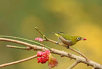 Japanese white eye (Zosterops japonicus) with berry, Tokyo, Japan, December.