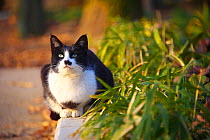 Black and white cat with 'moustache' markings sitting outdoors, Nagoya, Aichi, Japan.