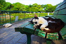 Black and white cat sleeping on bench, Nagoya, Aichi, Japan.