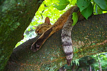 Tabby cat resting on tree branch with tail hanging down, Nagoya, Aichi, Japan.