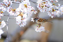 House sparrow (Passer montanus) feeding on flowers, Osaka, Japan.
