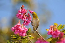 Japanese white eye (Zosterops japonicus) feeding on flowers, Taiwan.