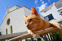Ginger tabby cat peering other fence.