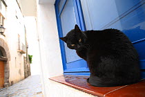 Black cat sitting in front of blue door.