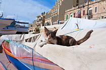 Tortoiseshell cat resting on covered in plastic and cloth, Spinola Bay, Malta, March.