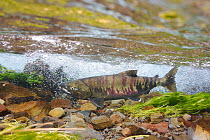 Chum salmon (Oncorhynchus keta) in river for spawning, Kawakami, Hokkaido, Japan, October.