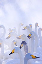 Flock of Whooper swans (Cygnus cygnus) in misty lake, Kotan, Hokkaido, Japan. February.