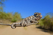 Warty chameleon (Furcifer verrucosus) on end of stick, with mouth open to cool down, Madagascar.