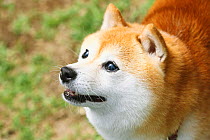 Shiba Inu dog, portrait in park,