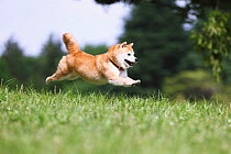 Shiba Inu jumping in park, Japan.