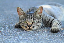 Tabby cat lying down on pavement, Gifu, Japan, July.