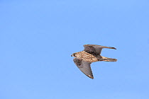 Gyrfalcon (Falco rusticolus) in flight against blue background, Hokkaido, Japan. February.