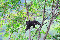 Japanese black bear (Ursus thibetanus japonicus) cub climbing tree, Takayama, Japan, July.