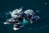 Humpback whale (Megaptera novaeangliae) group bubblenetting, Alaska, USA, August.