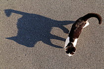 High angle view of cat and its shadow, Hiroshima, Japan.