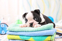 Boston terrier puppy on pile of towels.