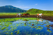 Horses walking along the side of pond, Kumamoto, Kyushu, Japan, August.