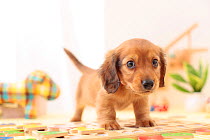 Miniature dachshund puppy in house