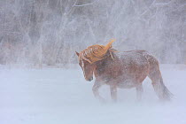 Horse walking through heavy snowfall, Shimokita Peninsula, Hokkaido, Japan.