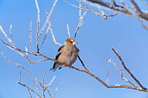 Hawfinch (Coccothraustes coccothraustes) perched on frosty branch, Mukawa, Hokkaido, Japan,