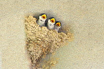 Barn swallow (Hirundo rustica) chicks at nest, gaping mouths begging for food. Kamikawa, Hokkaido, Japan, September.