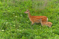 Hokkaido sika deer (Cervus nippon yesoensis) doe and fawn, Betsukai, Hokkaido, Japan.