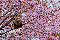 Japanese macaque (Macaca fuscata) in Cherry blossom, Yamanouchi, Nagano, Japan.