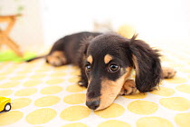 Miniature dachshund puppy resting.