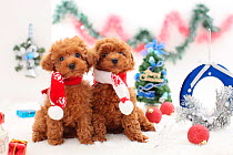 Two chocolate brown toy poodle puppies wearing scarves and surrounded by Christmas decorations.