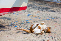 Ginger and white tom cat, rolling in sunny spot on pavement near to boat, Yamaguchi, Chatra, Japan.