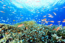 Jewel basslet (Pseudanthias squamipinnis) shoal with and Damselfishes (Chromis) surrounding coral reef with Acropora corals, Kerama Islands, Japan.