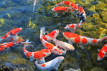 Koi carp  (Cyprinus carpio) in pond,  Komatsu, Ishikawa,, Japan, April.