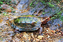 Ryukyu black-breasted leaf turtle (Geoemyda japonica) Kunigami, Okinawa, Japan, August.