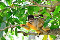 Squirrel monkey (Saimiri sciureus) in tree, captive.