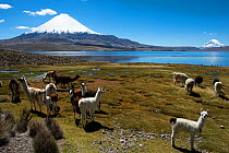 Lama (Lama glama) in kabdscaoem with Guallatiri Volcano and Chungara Lake in the background, Andes, Chile.