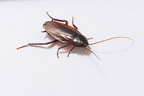 Smokybrown cockroach (Periplaneta fuliginosa) on white backgruond, Japan.